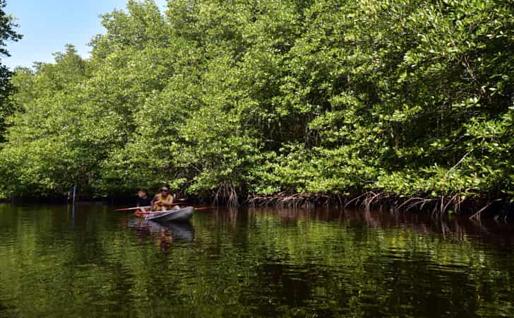 Ilustrasi-hutan-mangrove.jpg