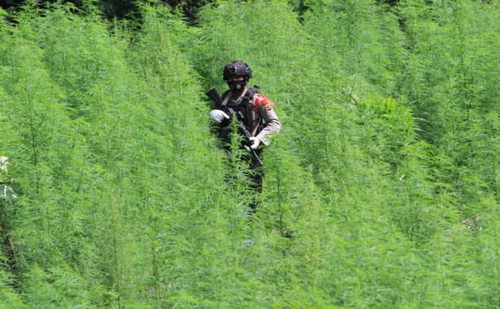 Ilustrasi-ladang-ganja.jpg