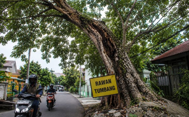 Ilustrasi-pohon-tua.jpg