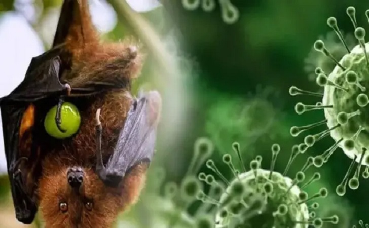 Ilustrasi-virus-Nipah.jpg