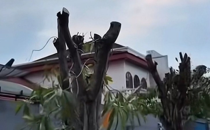 Ironi-di-Tengah-Penghijauan-Pohon-Aset-Pemko-Pekanbaru-Diduga-Ditebang-Ilegal.jpg