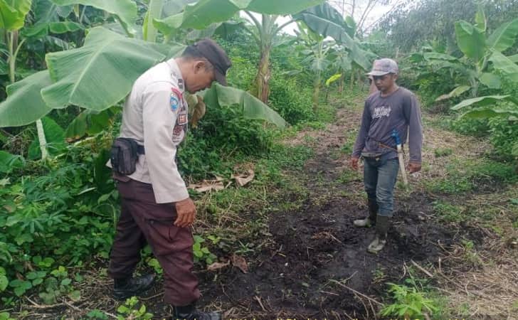 Jejak-kaki-harimau-di-kebun-siak.jpg