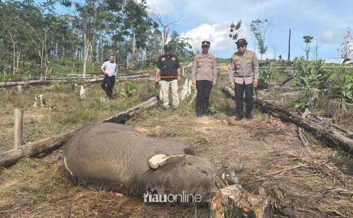 Jeratan-Maut-di-Hutan-Konservasi-Gajah-Sumatera-Muda-Mati-di-Tesso-Nilo.jpg