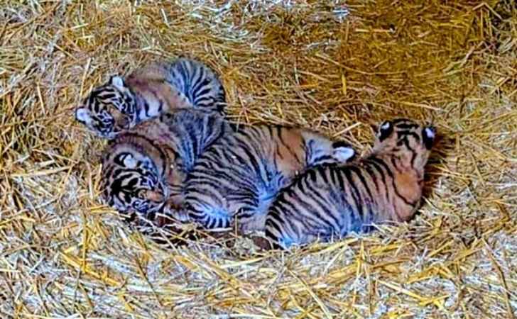 Kabar-Gembira-Empat-Harimau-Sumatera-Lahir-di-Howletts-Park-Inggris.jpg