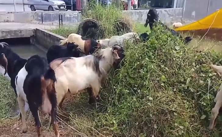 Kambing-kurban2.jpg