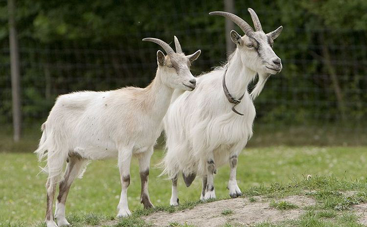 Kambing3.jpg