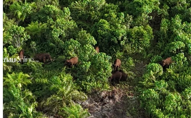 Kawanan-gajah-masuk-kebun.jpg
