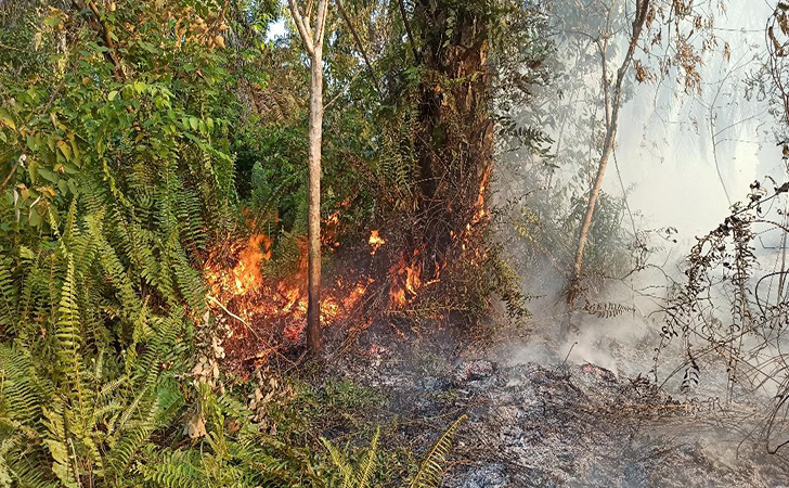 Kebakaran-Hutan-dan-Lahan6.jpg