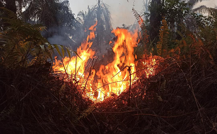 Kebakaran-hutan-dan-lahan5.jpg