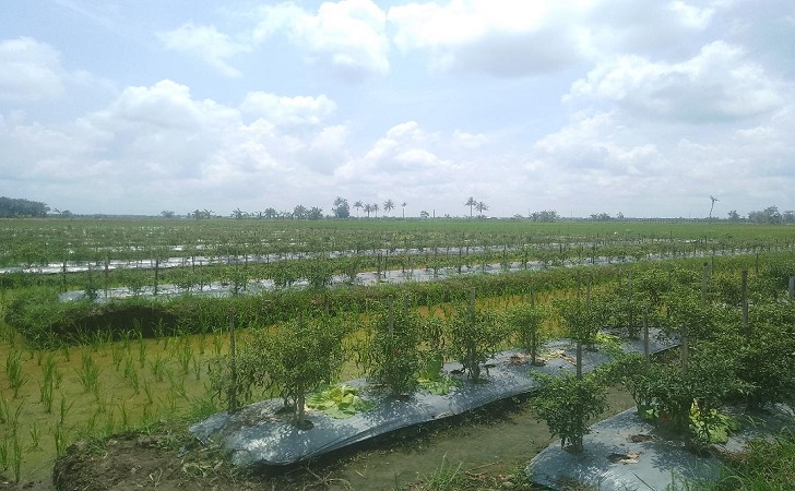 Kebun-Cabai-Warga-Siak.jpg