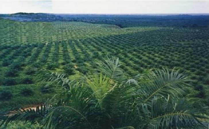 Kebun-Kelapa-Sawit1.jpg