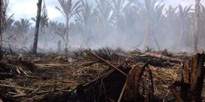 Kebun-Sagu-Warga-di-Meranti-Terbakar.jpg