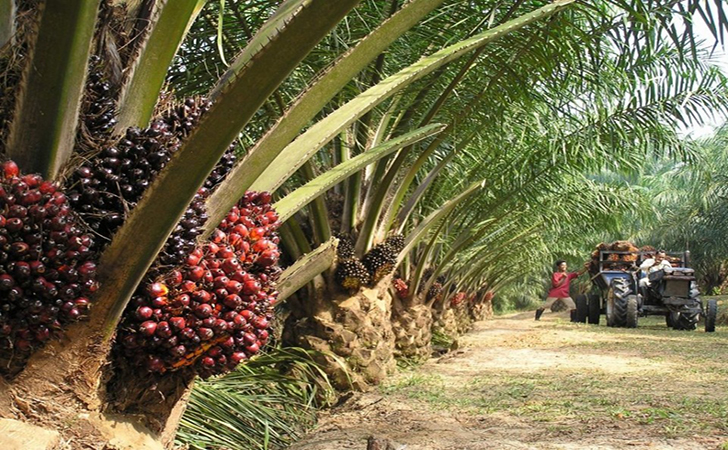 Kebun-Sawit.jpg