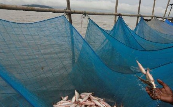 Miskin Jadi Alasan Nelayan Pakai Kelambu  untuk Jaring  Ikan