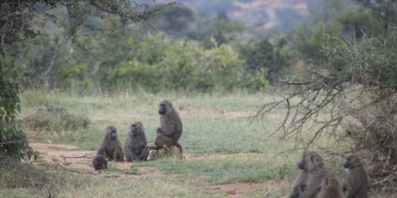 Kelompok-Primata-Babon.jpg
