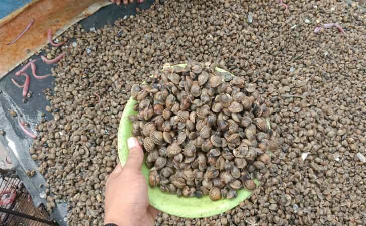 Kerang-darah2.jpg