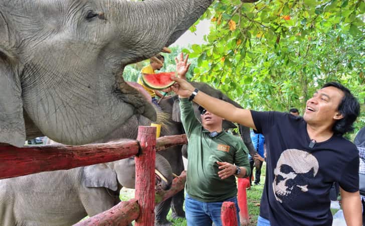 Komeng-beri-makan-gajah.jpg