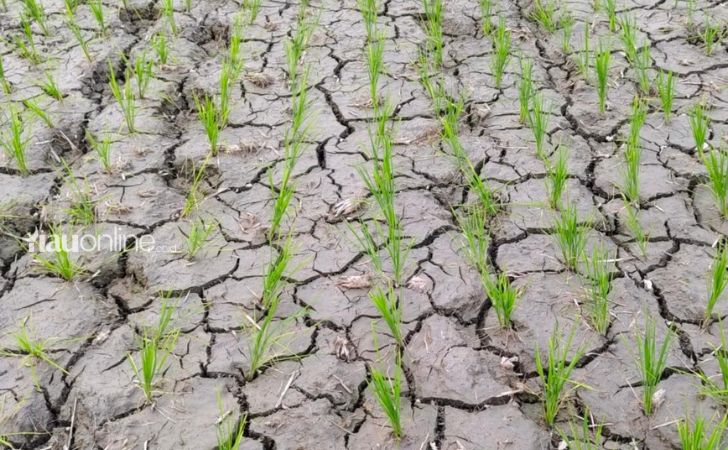 Kondisi-sawah-petani-di-siak-retak.jpg