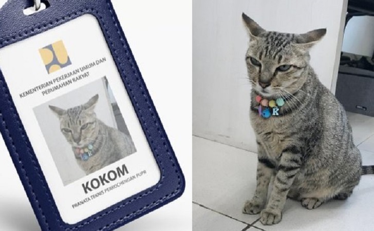 Kucing-Kokom-Kementerian-PUPR.jpg