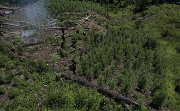 Ladang-ganja-di-Aceh2.jpg