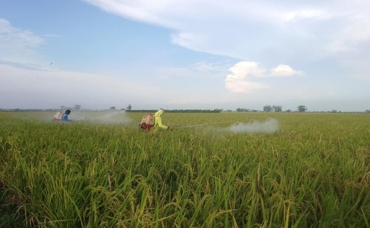 Lahan-padi-di-siak.jpg