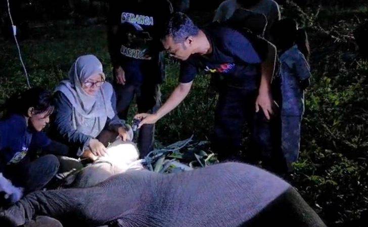 Laila-Anak-Gajah-Sumatera-di-PKG-Sebanga-Bengkalis-Dilaporkan-Mati.jpg
