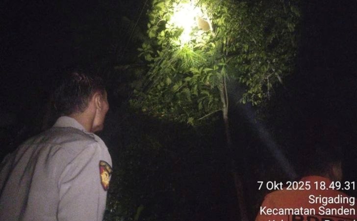 Lansia-di-Bantul-Tewas-Usai-Disengat-Tawon-Gung.jpg