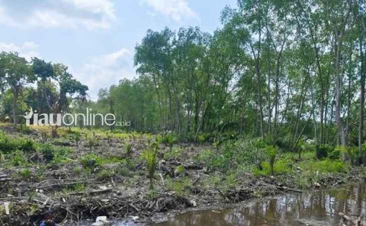 Mangrove-Sepanjang-700-Meter-di-Tepi-Sungai-Siak-Dibabat-dan-Ditanami-Sawit.jpg