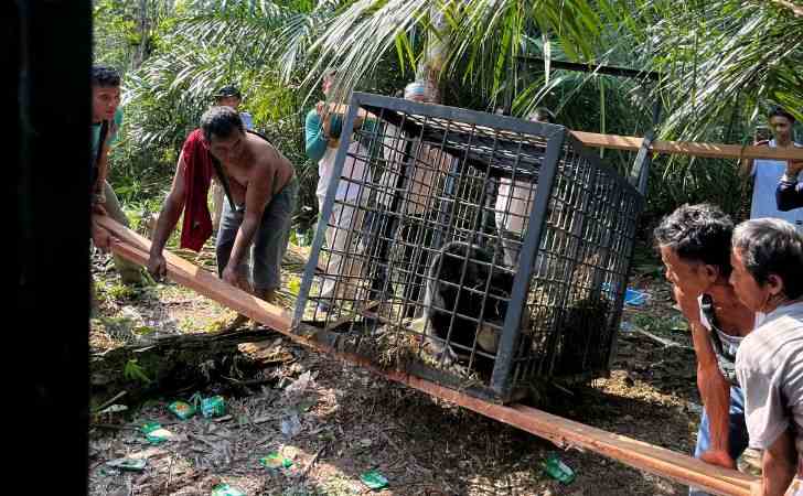 Masuk-Permukiman-BBKSDA-Riau-Evakuasi-Beruang-Madu-ke-Hutan-Konservasi.jpg