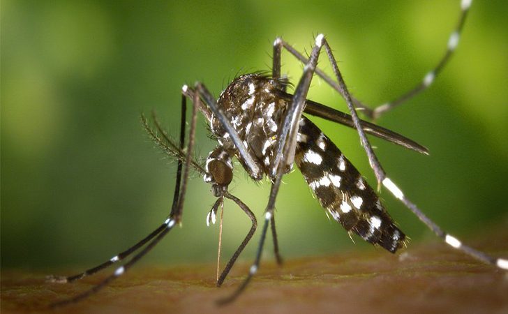 Nyamuk-Aedes-Aegypti.jpg