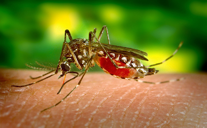 Nyamuk-Aedes-Aegypti4.jpg