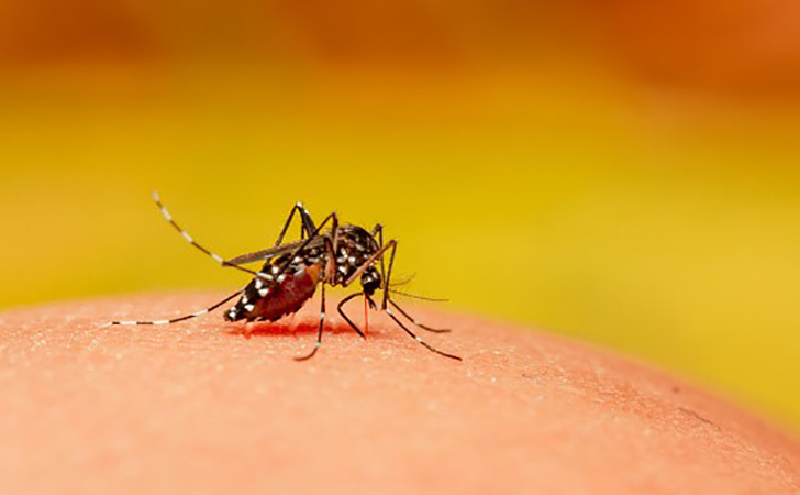 Nyamuk-Aedes-aegypti5.jpg