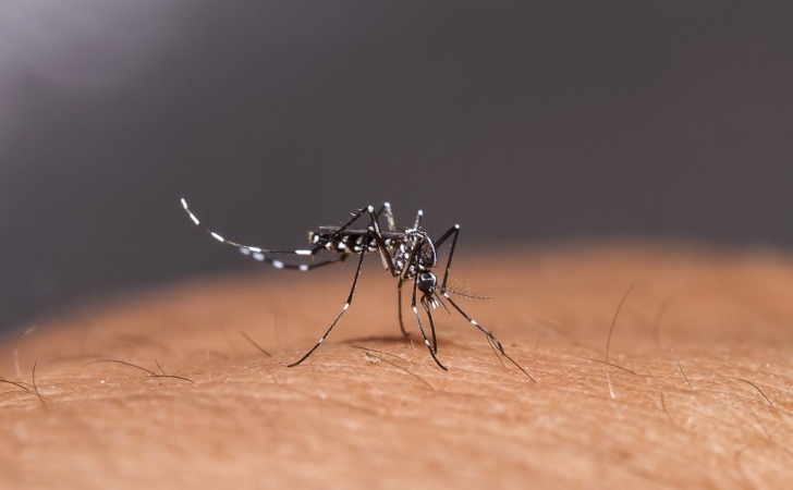 Nyamuk-Aedes-aegypti6.jpg