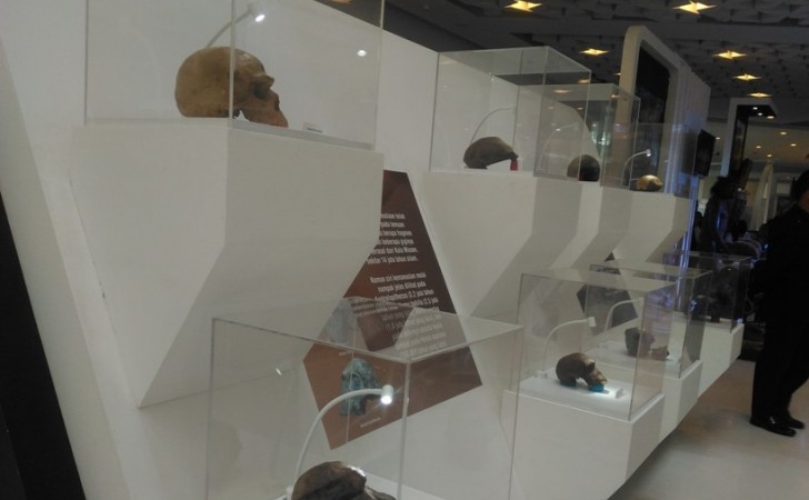 The Homeland of Java Man, 15 Ribu Fosil Manusia Purba Ada di Museum ...