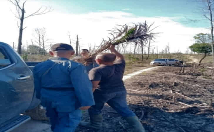 Penanam-sawit-di-laan-terbakar.jpg