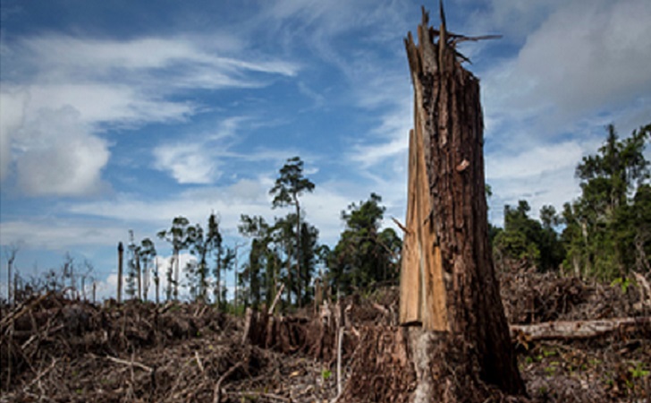 Perambahan-Hutan.jpg