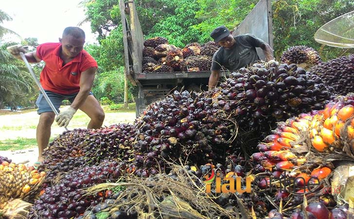 Petani-Sawit.jpg