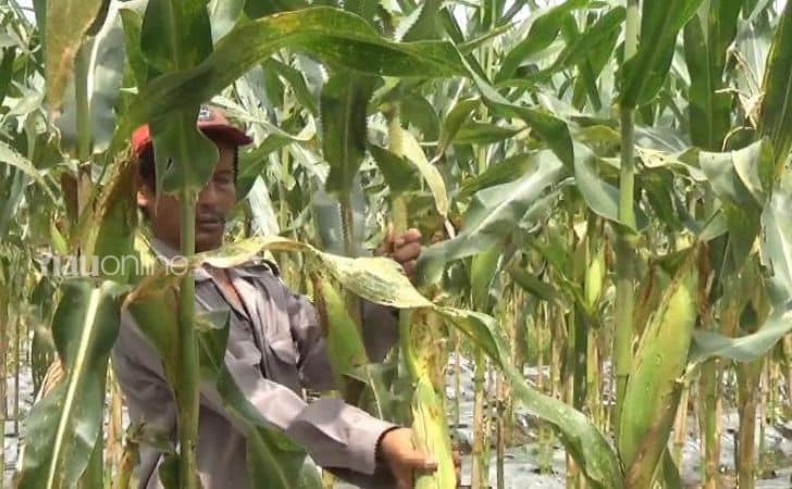 Petani-jagung-di-pekanbaru.jpg