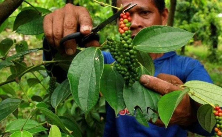 Petani-lada2.jpg