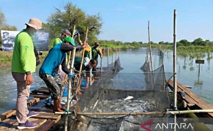 Petani-memanen-ikan-bandeng.jpg