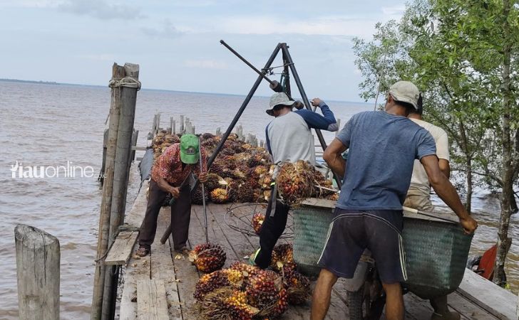 Petani-sawit-di-Siak2.jpg