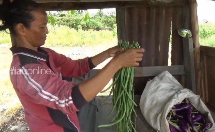 Petani-sayur-di-kartama-banjir-pesanan.jpg