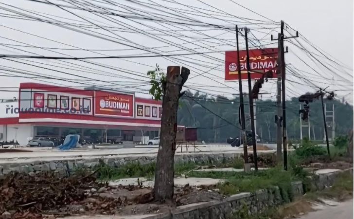 Pohon-di-panam-ditebang.jpg