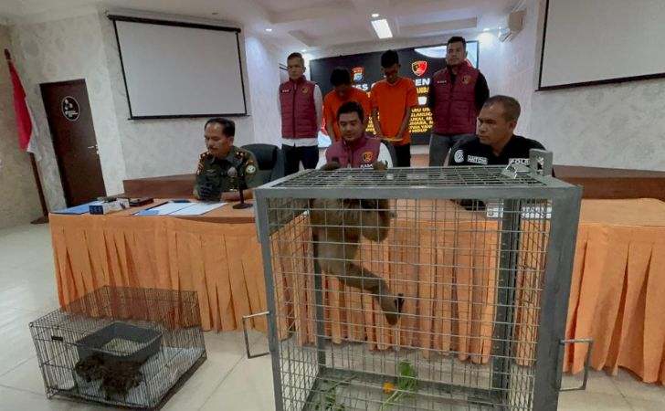 Polisi-Ungkap-Kasus-Perdagangan-Kucing-Hutan-dan-Pemelihara-Siamang-Ilegal.jpg