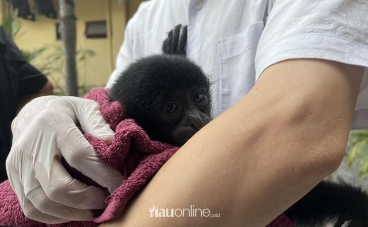 Polresta-Pekanbaru-Tangkap-Pelaku-Perdagangan-Ilegal-Owa-Siamang.jpg