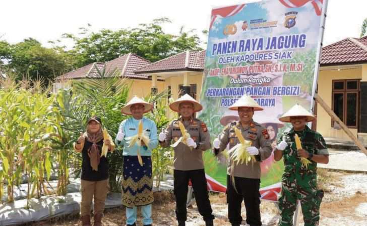 Polsek-Bungaraya-Panen-Raya-Wujud-Nyata-Program-Ketahanan-Pangan-Polri.jpg