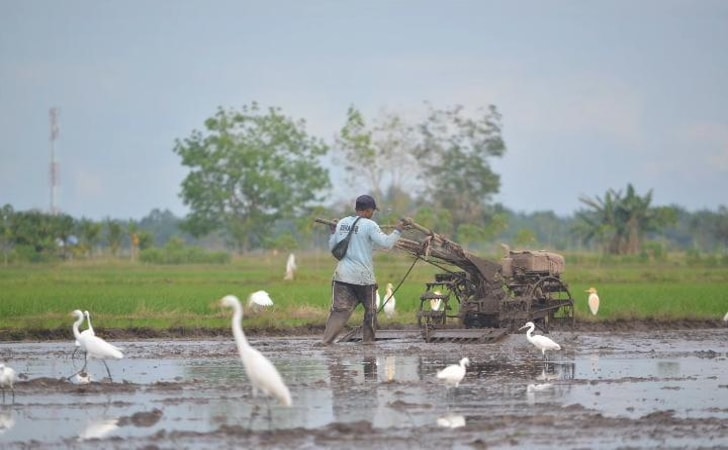 Proses-tanam-padi-di-siak.jpg