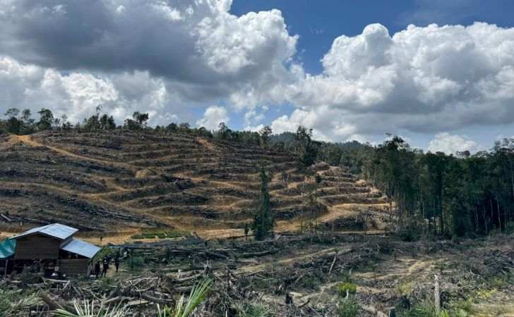 Puluhan-Hektar-Hutan-Lindung-Ditanami-Sawit-Usia-6-Bulan-2-Tahun.jpg