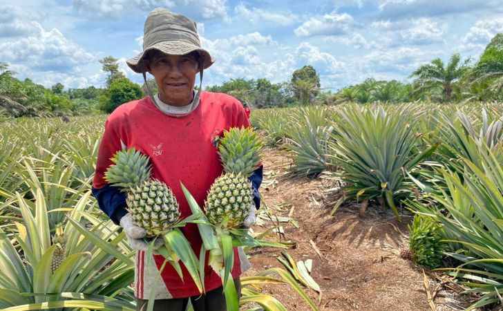 RAPP-Dorong-Petani-Kuala-Panduk-Bangun-Sentra-Nanas-Berdaya-Saing.jpg