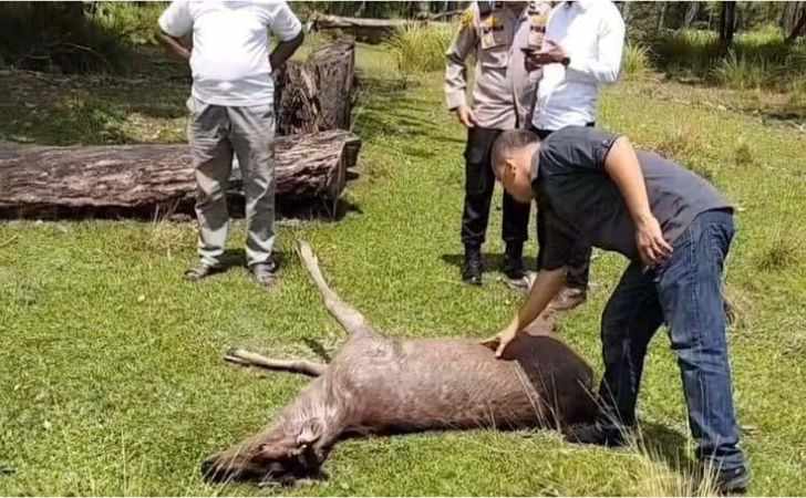 Rusa-di-Taman-Tengku-Agung-Siak-Diduga-Disembelih-dan-Dicuri-Saat-Malam.jpg